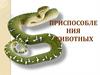 Приспособления животных