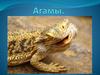 Агамы