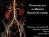 Клиническая анатомия брюшной аорты