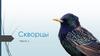 Скворцы. Часть 1