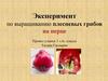 Эксперимент по выращиванию плесневых грибов на перце