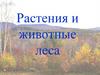 Растения и животные леса