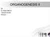 Organogenesis II