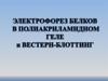 Электрофорез белков в полиакриламидном геле и вестерн-блоттинг