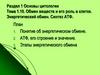 Обмен веществ и его роль в клетке. Энергетический обмен. Синтез АТФ