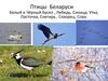 Птицы Беларуси. Белый и чёрный бусел, лебедь, синица, утка, ласточка, снегирь, скворец, сова