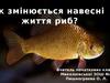 Як змінюється навесні життя риб?
