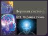 Нервная система. Нервная ткань