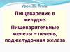 Пищеварение в желудке. Пищеварительные железы – печень, поджелудочная железа