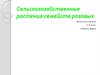 Сельскохозяйственные растения семейств розовых