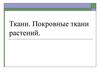 Покровные ткани растений
