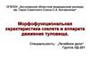 Морфофункциональная характеристика скелета и аппарата движения туловища