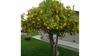 Lemon tree
