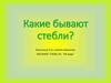 Какие бывают стебли?