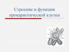 Строение и функции прокариотической клетки