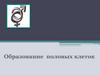 Образование половых клеток