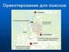 Ориентирование для поисков