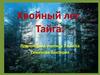 Хвойный лес. Тайга