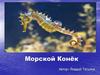 Морской конек