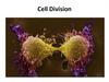 Cell division meiosis