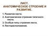 Анатомическое строение и развитие листа