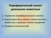 Строение периферического отдела скелета животных