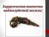 Хирургическая анатомия поджелудочной железы