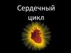 Цикл сердечной деятельности