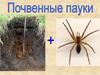 Почвенные пауки