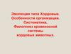 Эволюция типа хордовые. Особенности организации. Систематика. Филогенез кровеносной системы хордовых животных