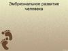 Эмбриональное развитие человека