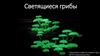 Светящиеся грибы