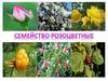 Семейство Розоцветные – Rosaceae