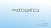Фагоцитоз. Микрофаги и макрофаги