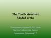 The Tooth structure Modal verbs