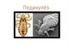 Педикулёз (вшивость)