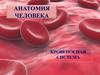 Кровеносная система человека