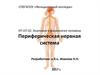 Переферическая нервная система. Анатомия и физиология человека