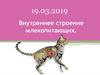 Внутреннее строение млекопитающих
