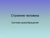 Строение человека. Система кровообращения