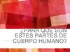 Para qué son Estes partes de cuerpo humano