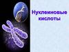 Нуклеиновые кислоты