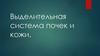Выделительная система почек и кожи