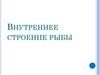 Внутреннее строение рыбы