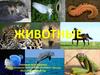 Животные. Фауна