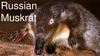 Russian Muskrat