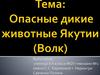 Опасные дикие животные Якутии (Волк).  6 класс