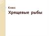 Класс Хрящевые рыбы