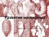 Развитие насекомых