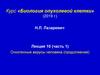 Онкогенные вирусы человека (продолжение). Лекция 10 (часть 1)